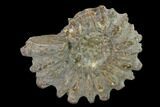Bumpy Ammonite (Douvilleiceras) Fossil - Madagascar #134161-1
